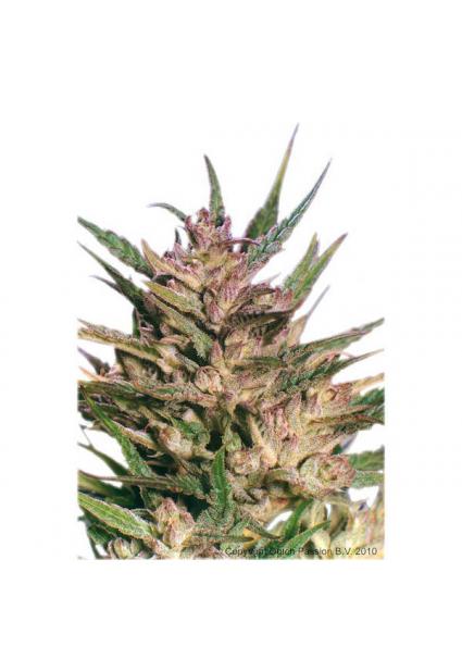 Passion Nº 1 - 10 u. reg....