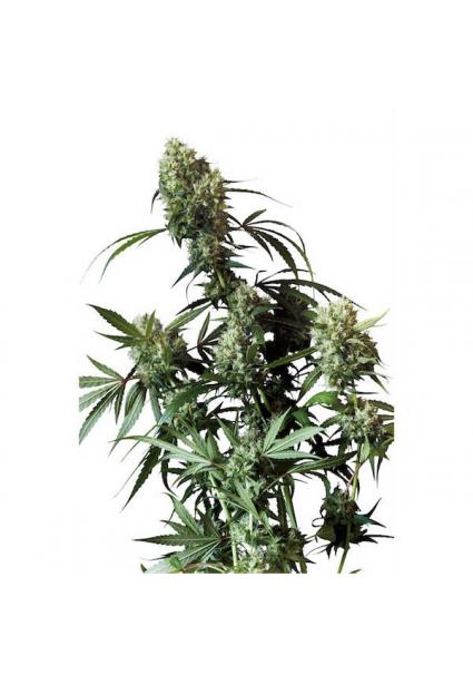 Power Plant 10 u. reg....