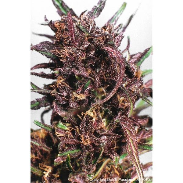 Purple Nº 1 - 10 u. reg. Dutch Passion