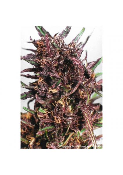 Purple Nº 1 - 10 u. reg....