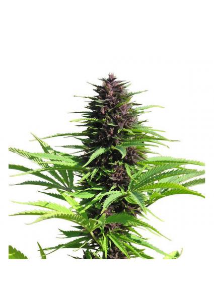 Shaman 10 u. reg. Dutch...