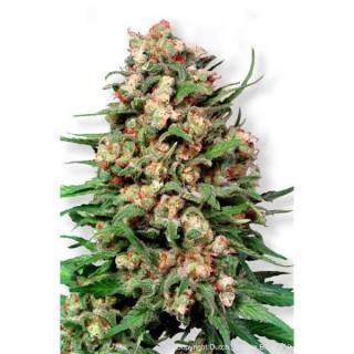 Skunk Nº 1 - 10 u. reg. Dutch Passion