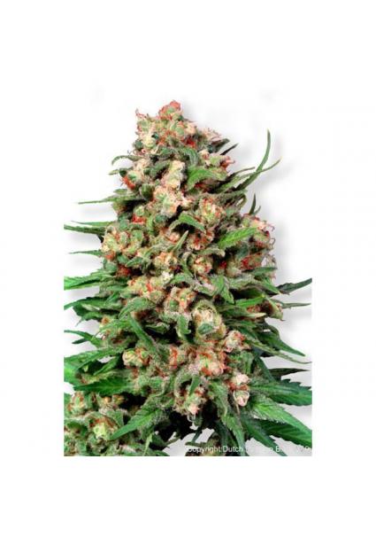 Skunk Nº 1 - 10 u. reg....