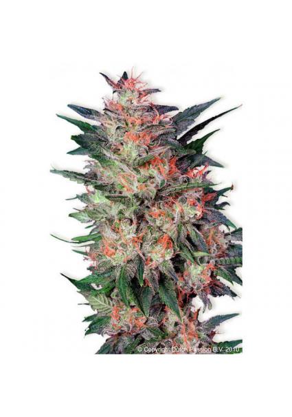 White Widow 10 u. reg....