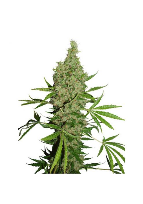 White Widow x The Ultimate 10 u. reg. Dutch Passion