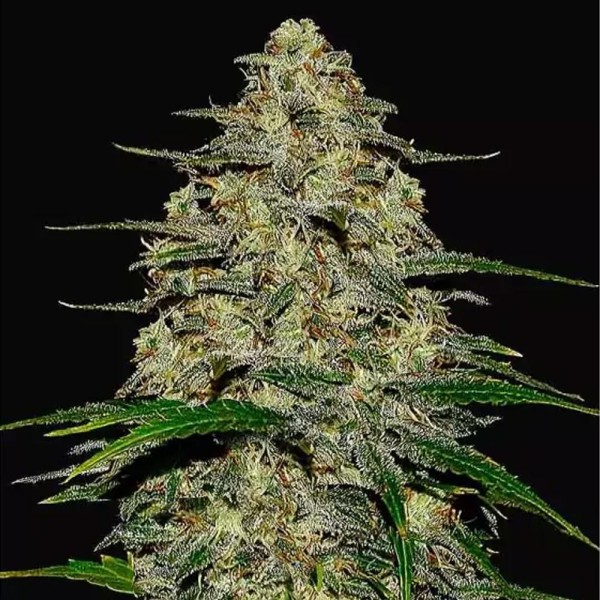 Wedding Cheesecake Auto | Sementes de canábis Autoflorescentes