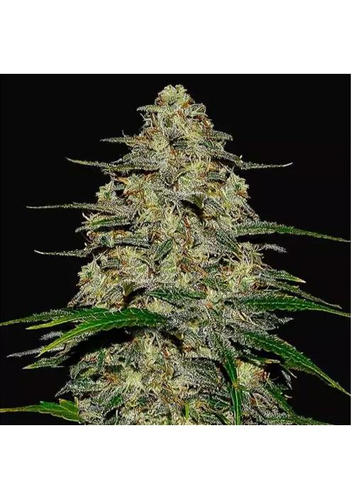 WEDDING CHEESECAKE AUTO