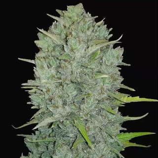 Northern Lights Auto da fast Buds | Sementes de canábis Automatico