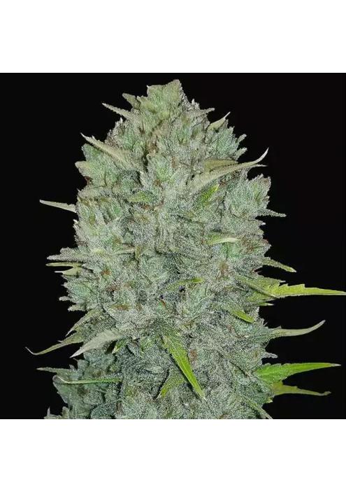 NORTHERN LIGHTS AUTO