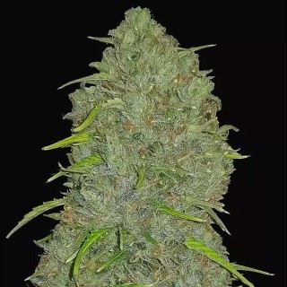 Jack Herer Auto Seeds by fast Buds | Cheap Autoflowering Seeds