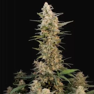 Critical Auto de Fast Buds barata | Sementes de canábis Autoflorescentes