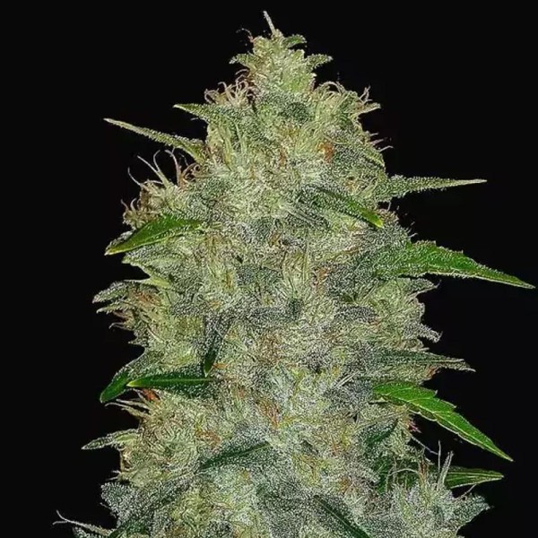 Chemdawg Auto barata da fast Buds | Sementes Autoflorescentes