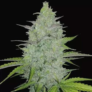 Cheese Auto barata da Fast Buds | Sementes de canábis Autoflorescentes