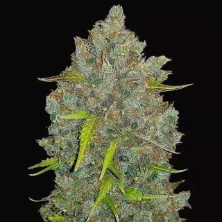 BubbleGum Auto barata da Fast Buds | Sementes Autoflorescentes