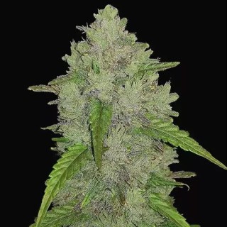 Amnesia Haze Auto barata de fast Buds | Semillas Autoflorecientes