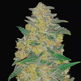 Original Auto AK | Sementes de canábis Autoflorescentes
