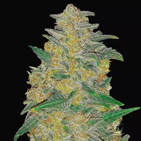 Original Auto AK | Sementes de canábis Autoflorescentes