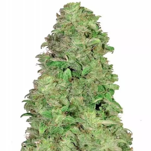 CBD Auto 20:1 | Sementes de maconha Autoflorescentes