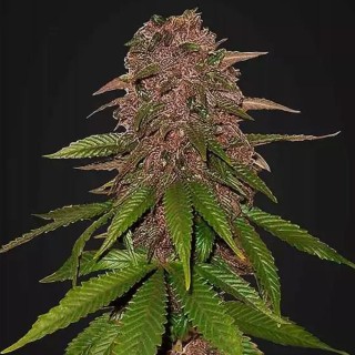 C4 Auto | Sementes de maconha Autoflorescentes