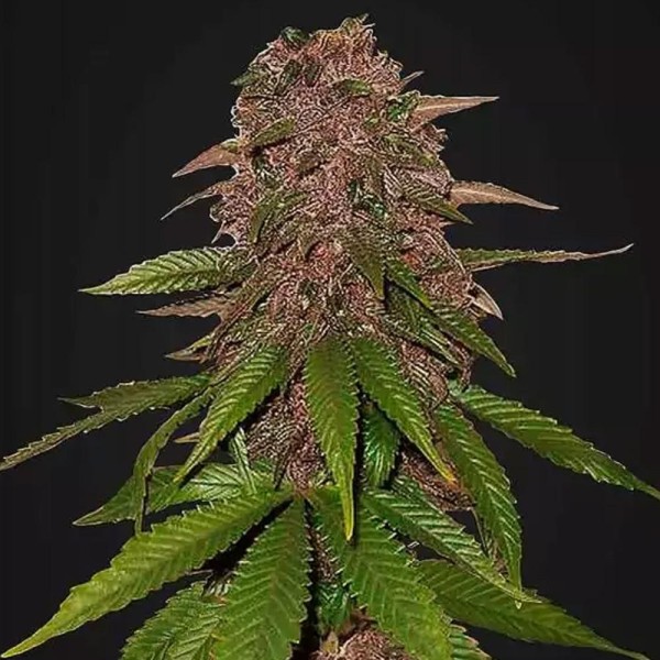 C4 Auto | Sementes de maconha Autoflorescentes