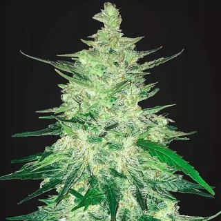 CBD Crack | Sementes de marijuana Autoflorescentes