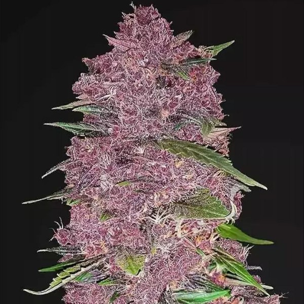 Purple Lemonade | Sementes de maconha Autoflorescentes