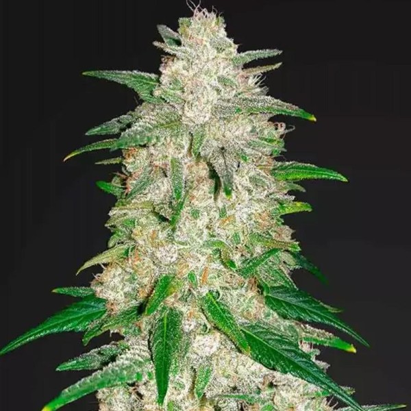 Gelato Auto barata de Fast Buds | Sementes de maconha Autoflorescentes