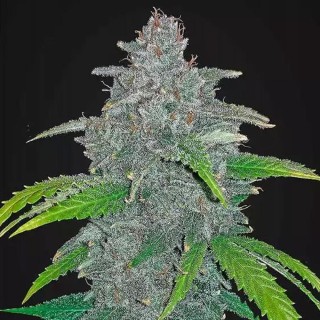 Blue Dream'matic | Sementes de maconha Autoflorescentes