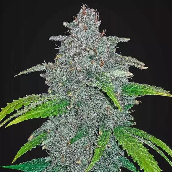 Blue Dream'matic | Sementes de maconha Autoflorescentes