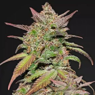 Smoothie Auto da Fast Buds | Sementes de canábis Autoflorescentes
