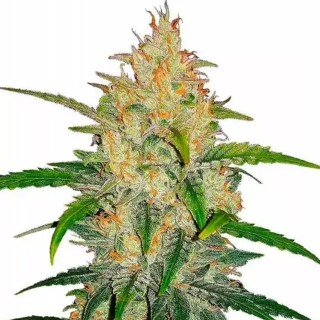 Zkittlez Auto | Autoflowering Marijuana Seeds