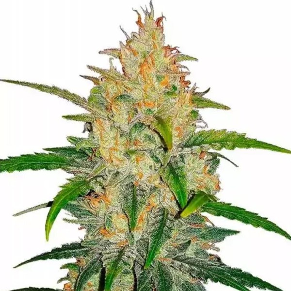 Zkittlez Auto | Sementes de maconha Autoflorescentes