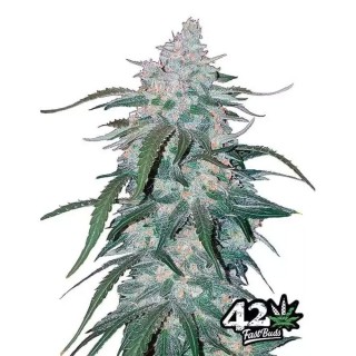 Pineapple Express barata | Sementes Pineapple Express de Fast Buds