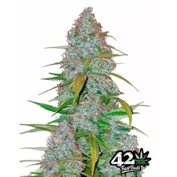 Californian Snow | Autoflowering Marijuana Seeds