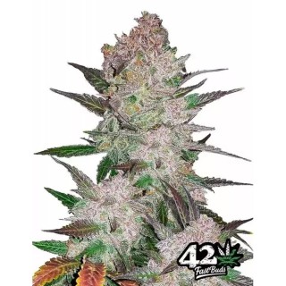 Comprar Cream Cookies | Sementes Cream Cookies baratas de Fast Buds