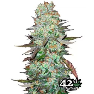 G14 | Sementes de maconha Autoflorescentes