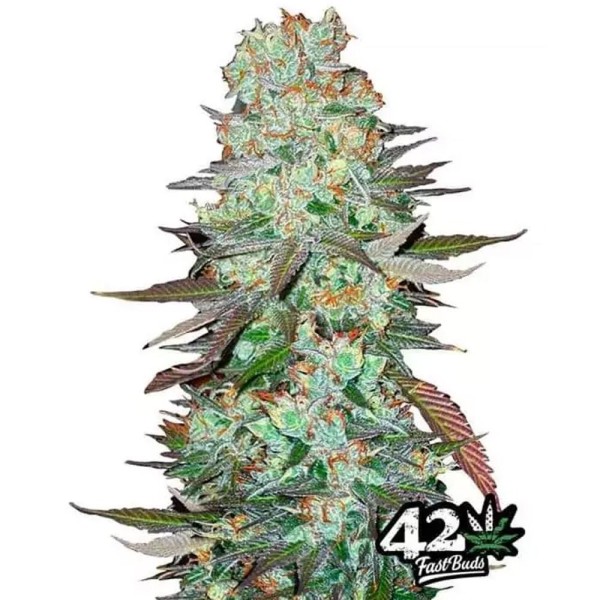 G14 | Sementes de maconha Autoflorescentes