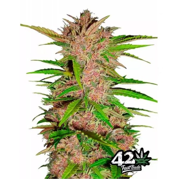 Fastberry | Sementes de marijuana Autoflorescentes