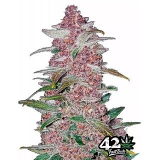 Blackberry barata | Semillas de marihuana Autoflorecientes