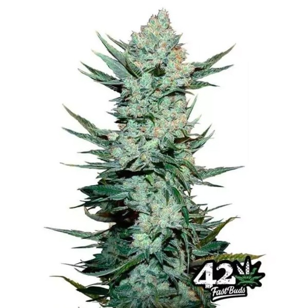 Tangie matic | Sementes de canábis Autoflorescentes