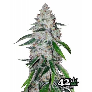 West Coast OG | SAutoflowering Marijuana Seeds