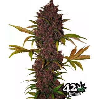 LSD 25 | Sementes de maconha Autoflorescentes