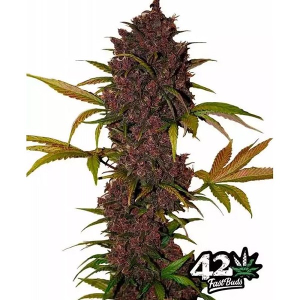 LSD 25 | Sementes de maconha Autoflorescentes