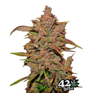 Crystal METH | Autolfowering Marijuana Seeds