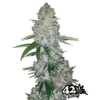 Gorilla Glue Auto | Autoflowering Marijuana Seeds
