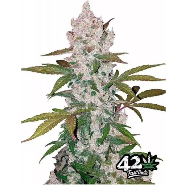 Girl Scout Cookies da Fast Buds | Sementes de canábis Autoflorescentes