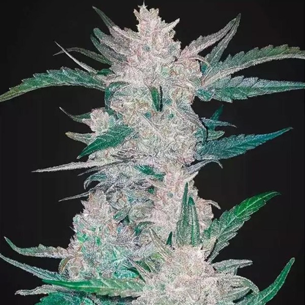 Mexican Airlines | Semillas de marihuana Autoflorecientes