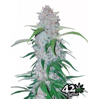 Six Shooter | Sementes de maconha Autoflorescentes