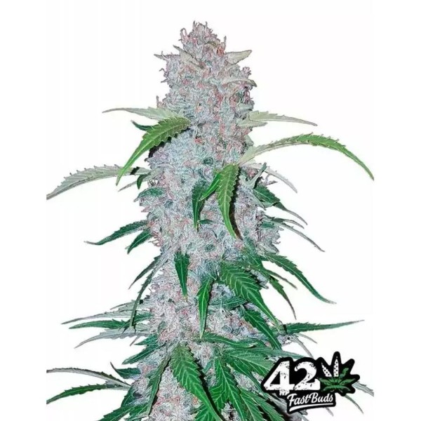 Six Shooter | Sementes de maconha Autoflorescentes