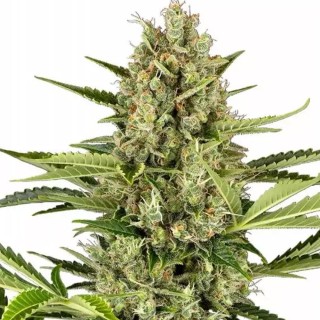 Jack Herer Automatic da Sensi Seeds | A lenda, agora autoflorescente